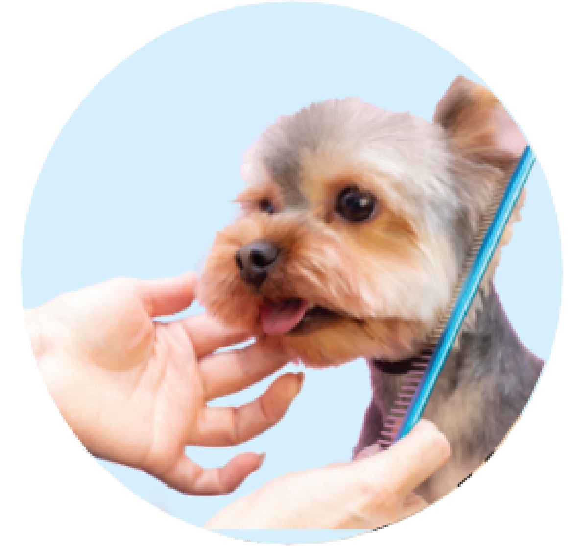 Dog Grooming Service
